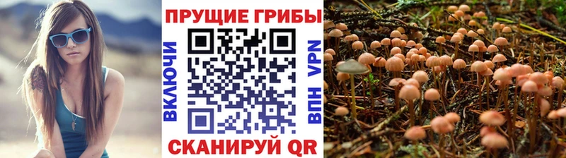 Галлюциногенные грибы Cubensis Лахденпохья
